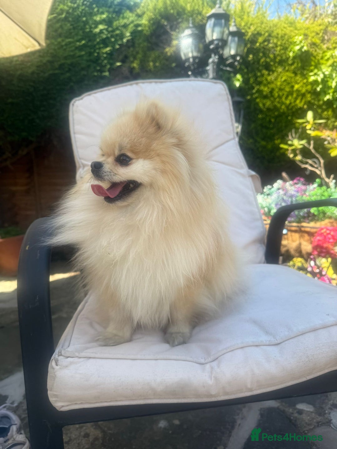 Pomeranian dogs for sale: Beautiful small Pomeranian girl cream colour  - Image 12