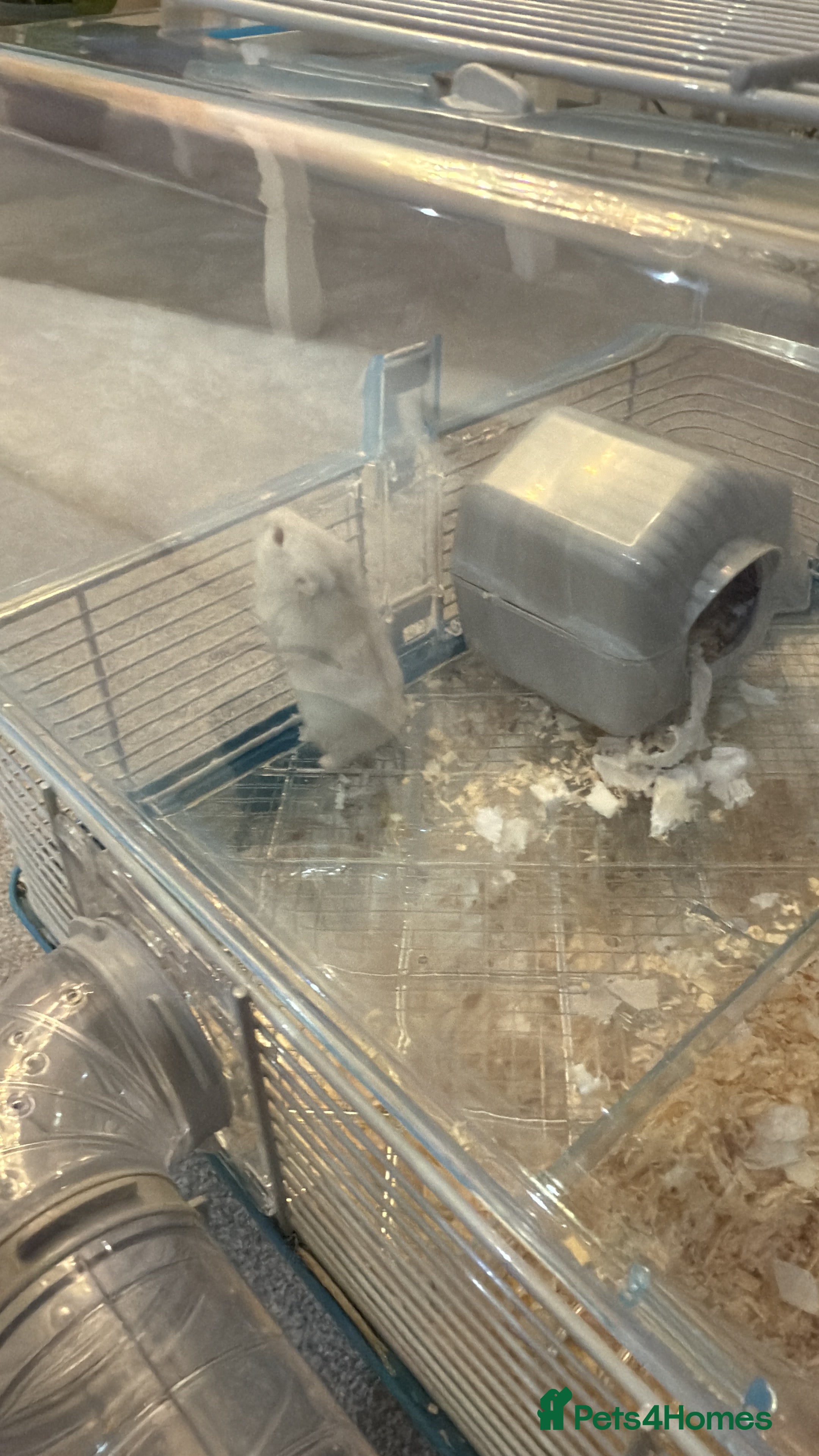 Hamster rodents Hamster and cage inc  - Advert 1