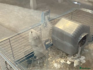 Hamster rodents Hamster and cage inc - Advert 1