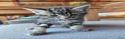 Mixed Breed cats for sale: Four kittens  - Advert 3