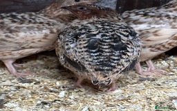 Quail poultry for sale: Group of Coturnix quail - Image 3