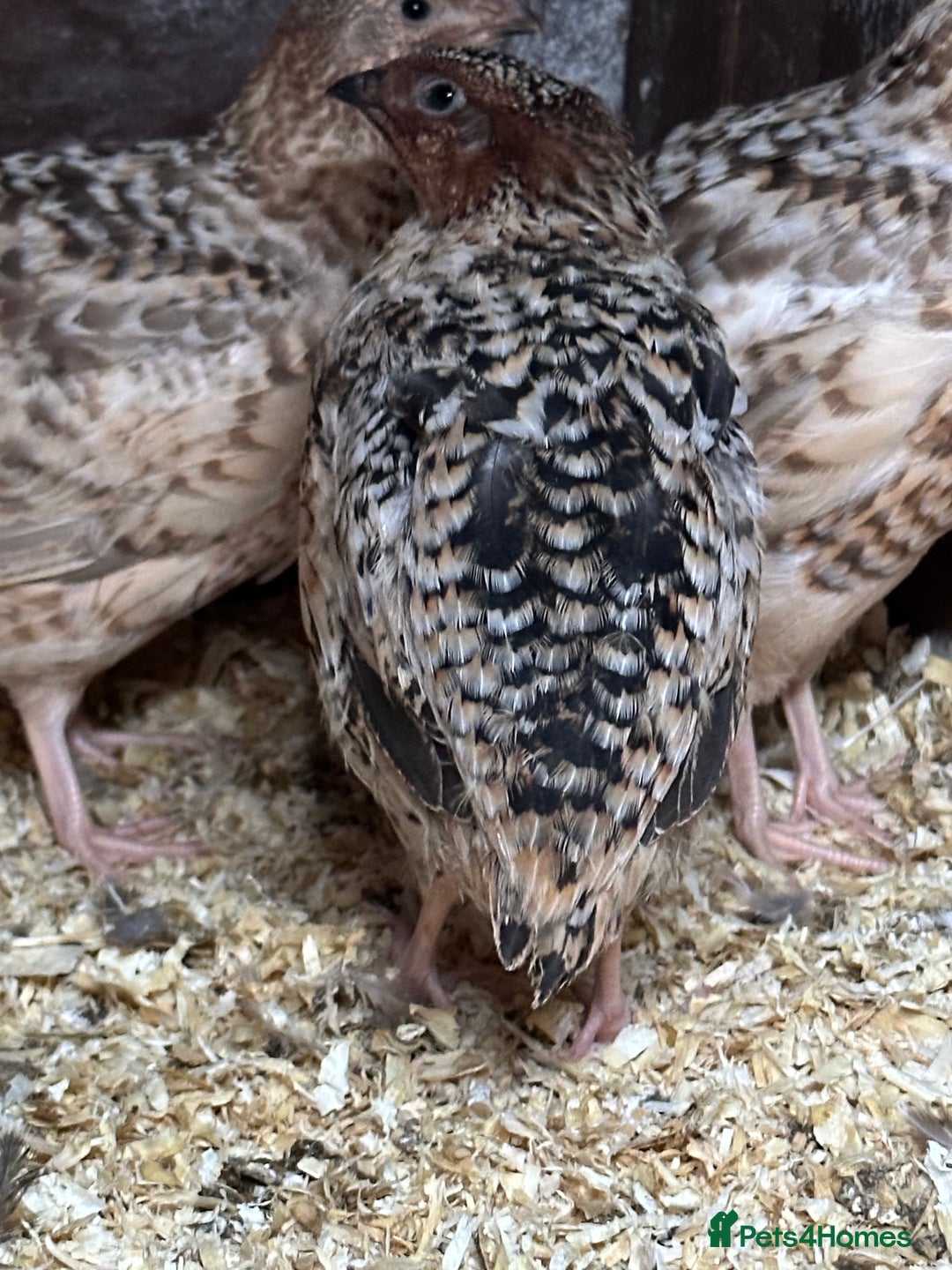 Quail poultry for sale: Group of Coturnix quail - Image 3