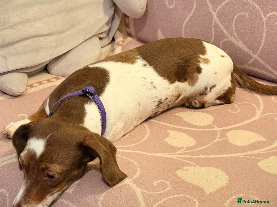 Miniature Dachshund dogs for sale: 8 month old miniature dachshund girl for sale - Image 5