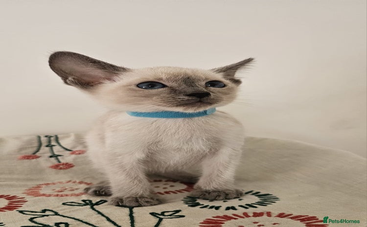 Siamese cats Adorable siamese boy kitten 😸  - Advert 2