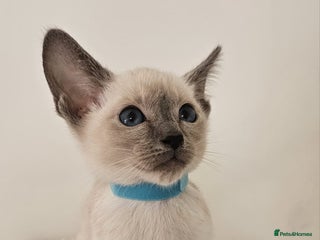 Siamese cats Adorable siamese boy kitten 😸 - Advert 6