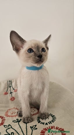 Siamese cats Adorable siamese boy kitten 😸 - Advert 2