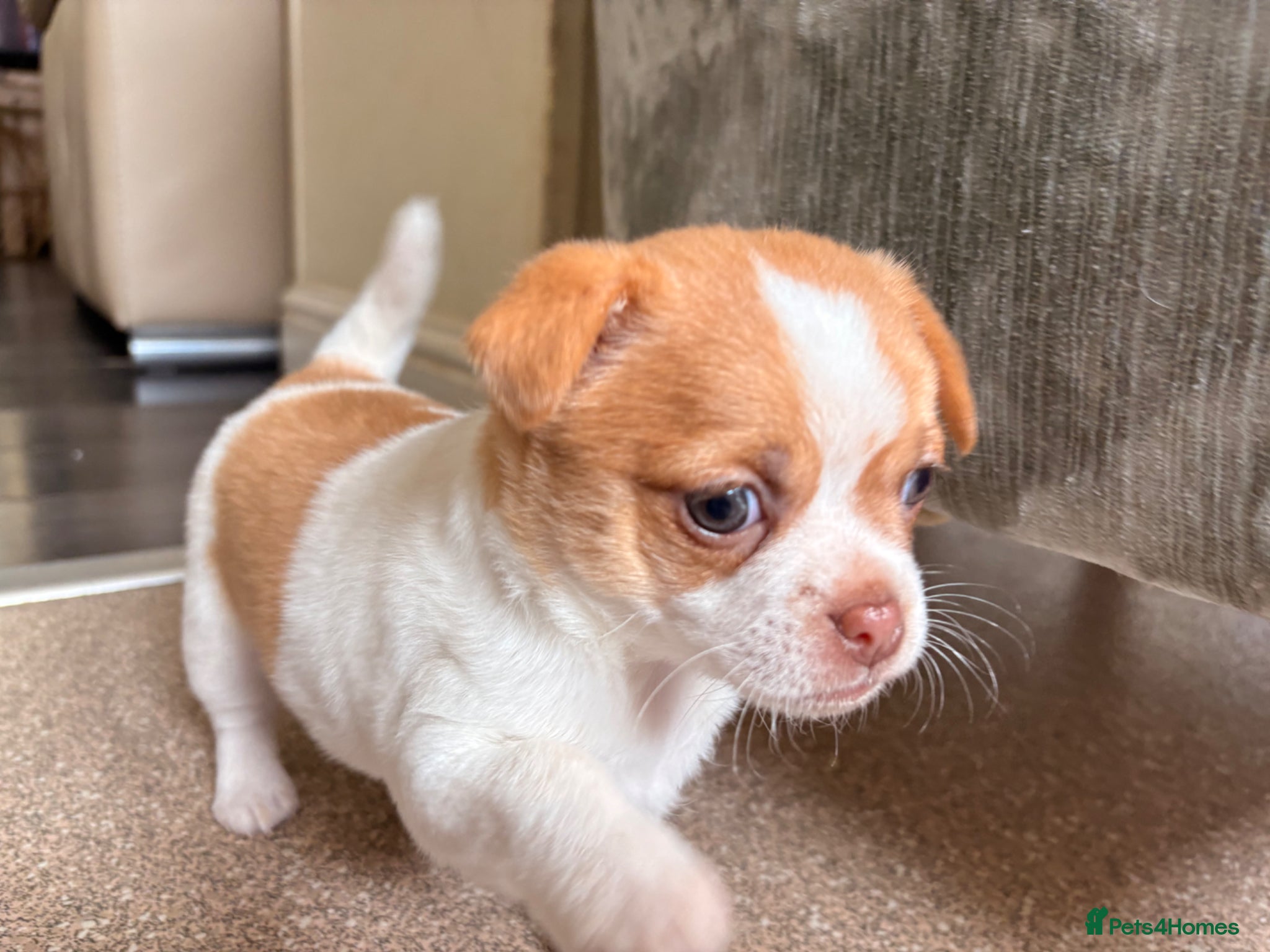 Chihuahua dogs Chihuahua pups  - Advert 19