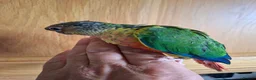 Conures birds for sale: Pineaplle, greencheek, and yellow sided conures  - Advert 16