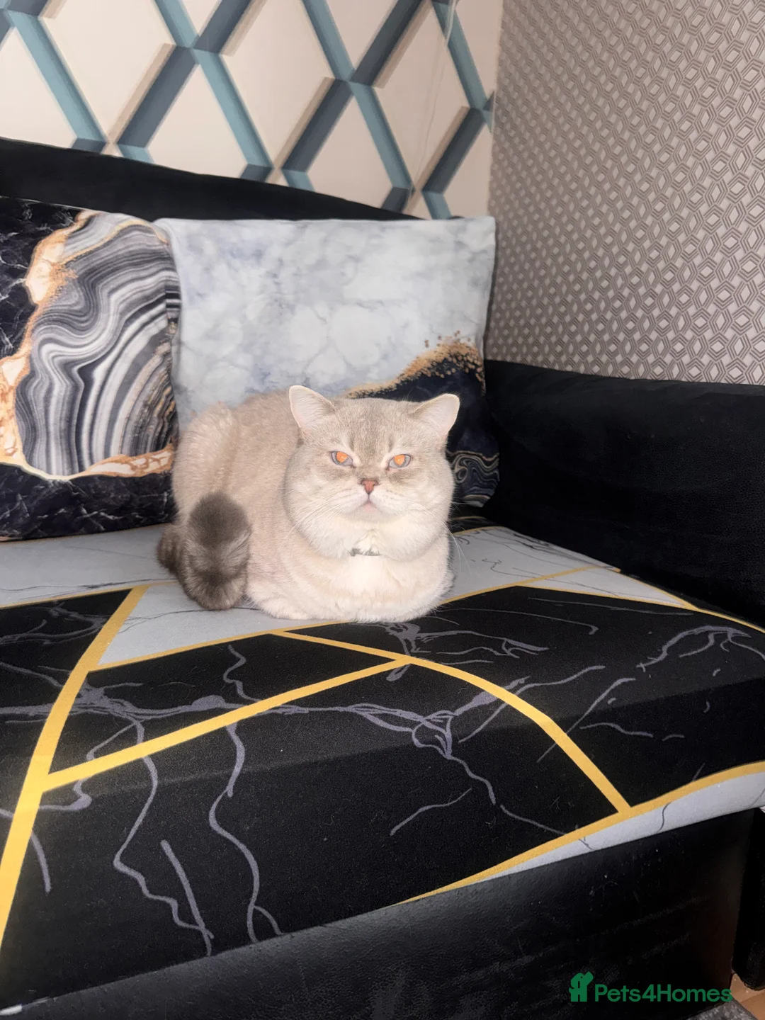 Scottish Fold cats for stud: Lovely Scottish Straight boy for stud - Advert 2