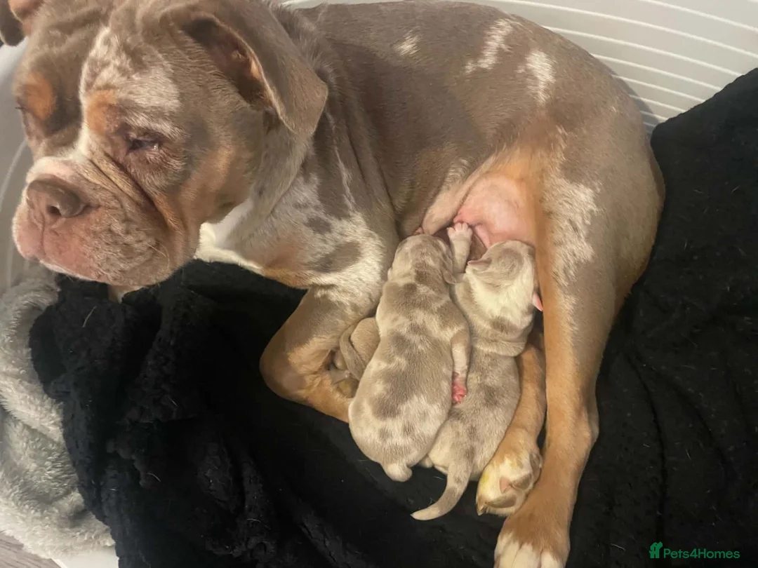 Olde English Bulldogge dogs for sale: Olde English bulldog puppies  - Advert 1