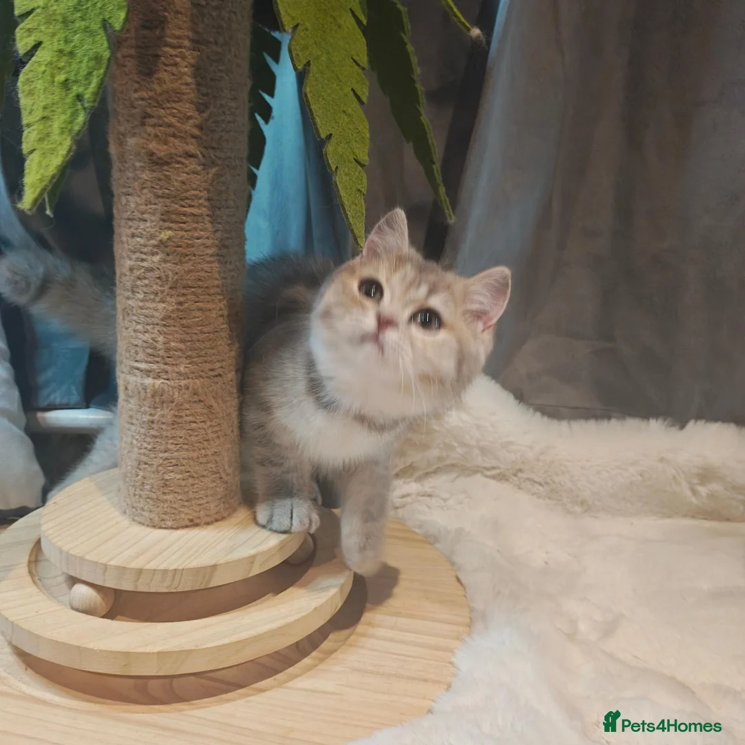 British Shorthair cats for sale: Blue golden male  - Advert 10