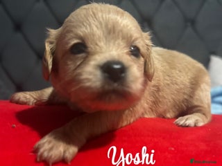 Chipoo dogs - Advert 32