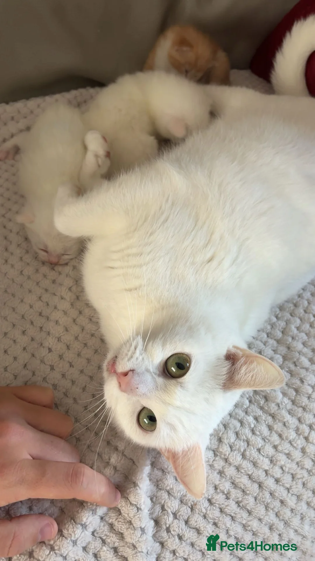 Mixed Breed cats for sale: Kittens - Advert 2