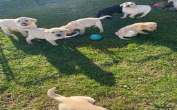 Labrador Retriever dogs for sale: Labrador retriever - Image 10