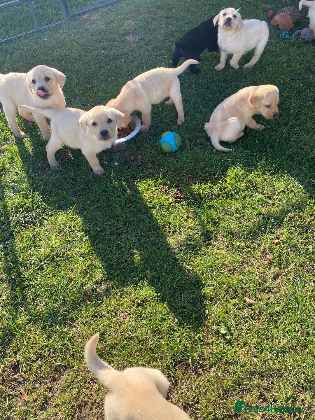 Labrador Retriever dogs for sale: Labrador retriever - Image 10