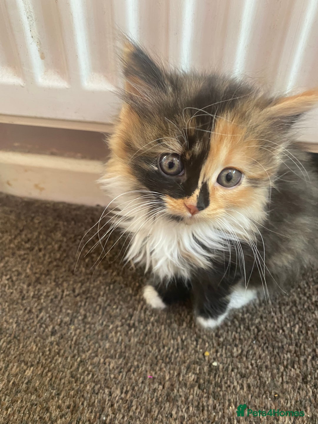 Mixed Breed cats for sale: 3 female and 1 male kitten for sale  - Image 8