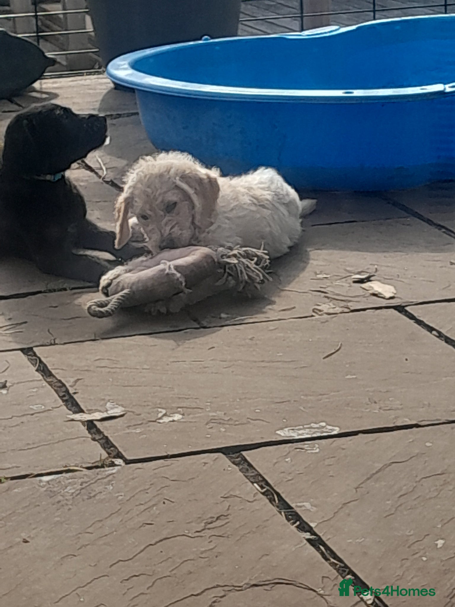 Goldendoodle dogs for sale: Gorgeous Goldendoodle puppies - Advert 20
