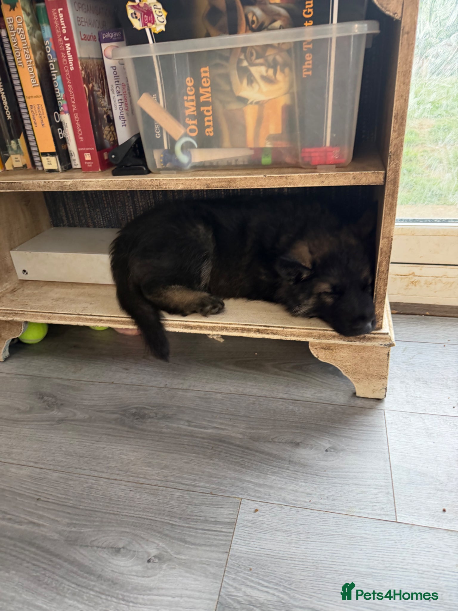 German Shepherd dogs German Shepherd Puppies (Last 2 boys!!) - Advert 18