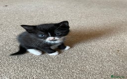 Mixed Breed cats for sale: Russian Blue/tuxedo cross kittens - Image 9