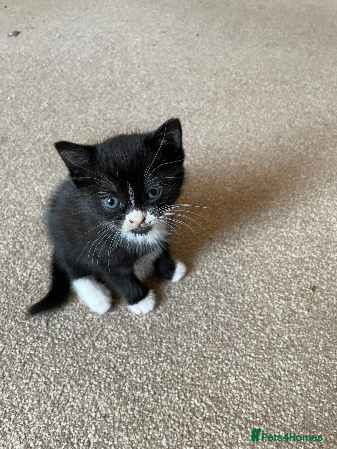 Mixed Breed cats for sale: Russian Blue/tuxedo cross kittens - Image 9
