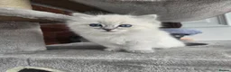 Ragdoll cats for sale: Stunning european girl remaining  - Advert 4