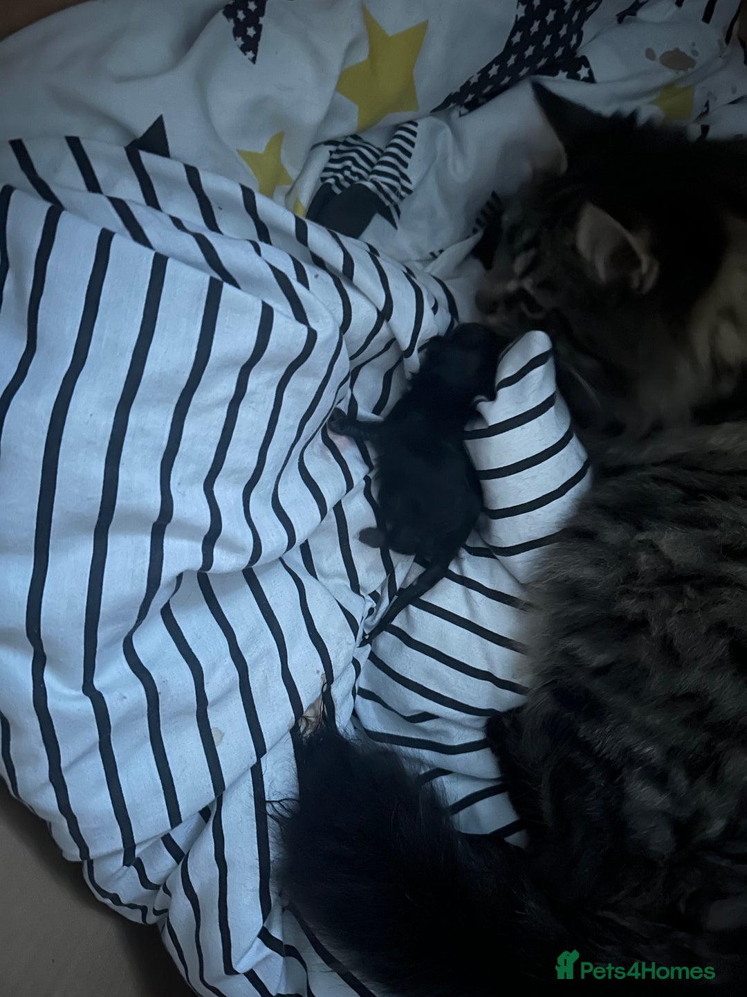 Maine Coon cats for sale: Three quarter maine coon kittens  - Advert 1