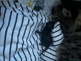 Maine Coon cats Three quarter maine coon kittens - Advert 11