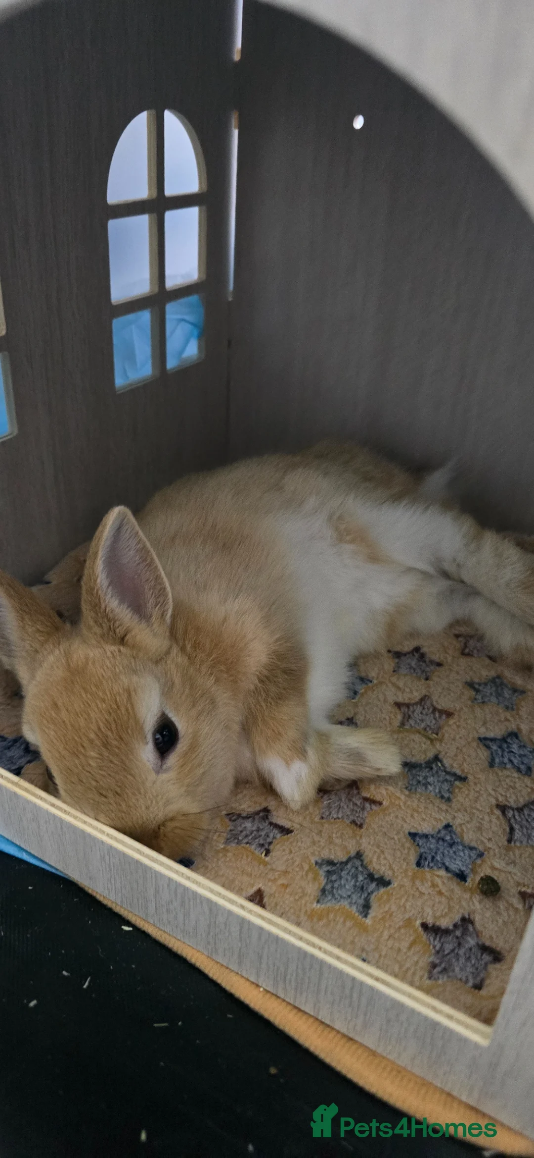 Netherland Dwarf rabbits for sale: Female Netherland dwarf for sale - Advert 1