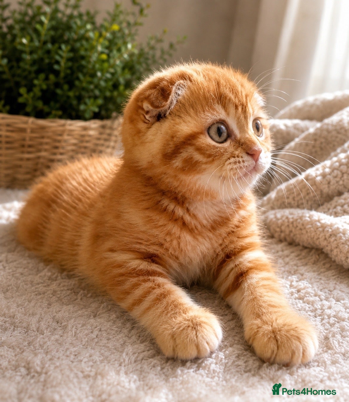Scottish Fold cats 🩷Beautiful Scottish Fold/Straight kittens🩷 - Advert 1