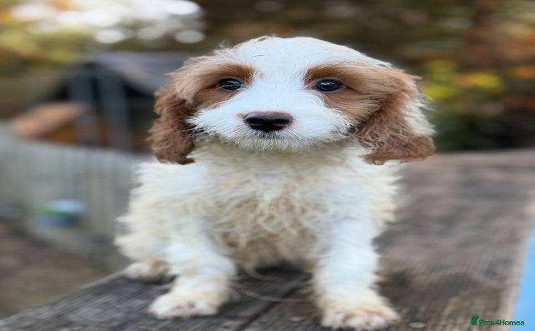 Cavapoo dogs - Advert 12