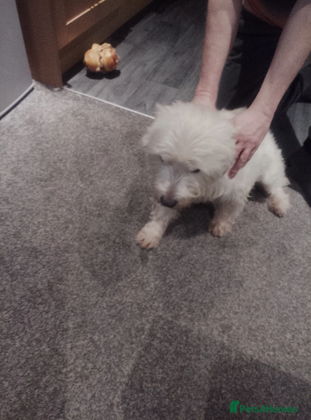 West Highland Terrier dogs for sale: Male West highland terrier  in Stoke-on-Trent - Advert 2