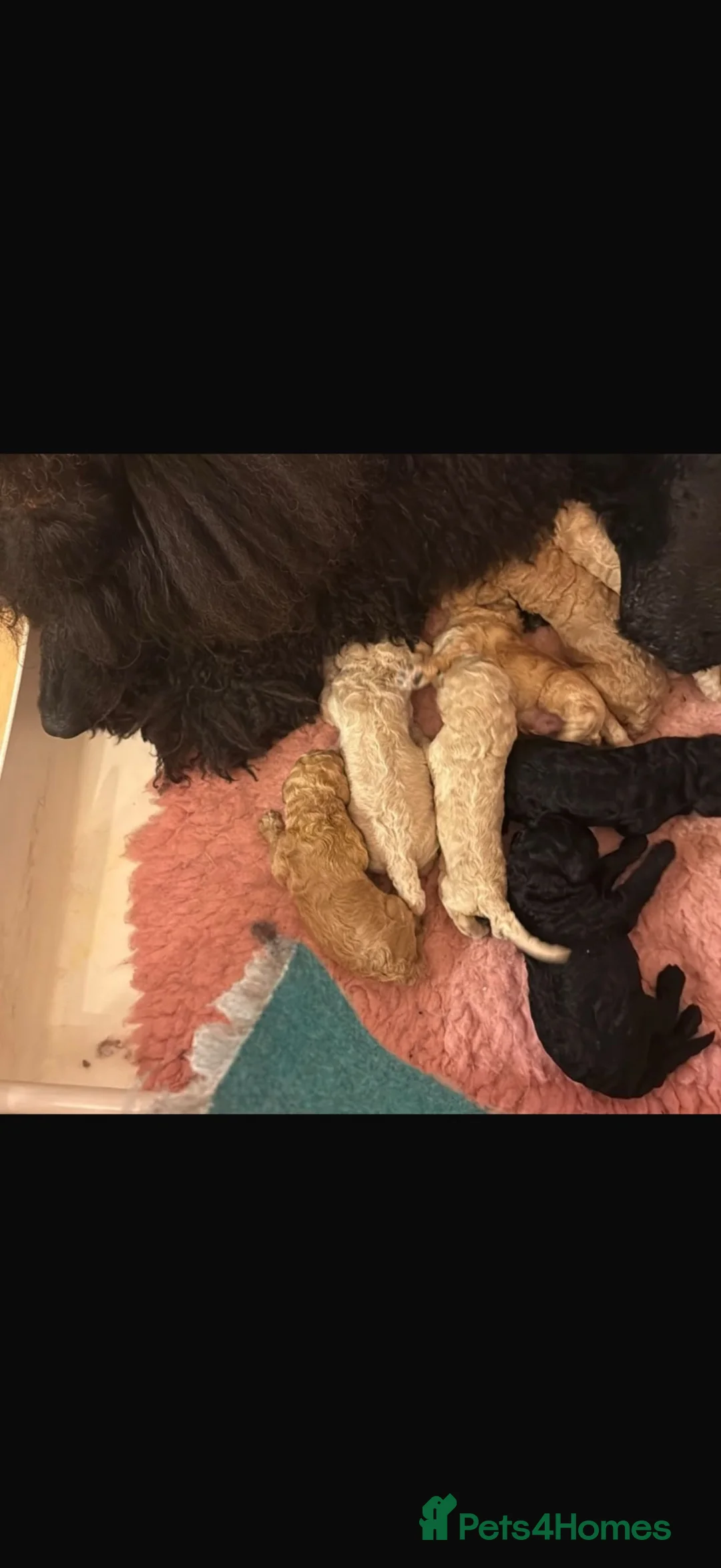 Standard Poodle dogs for stud: KC standard poodle for stud  - Advert 7
