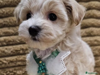 Maltipoo dogs F1 Beautiful Maltipoo Girls - Advert 6