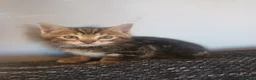 Bengal cats for sale: Bengal kittens looking for new family  - Advert 7