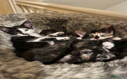 Mixed Breed cats for sale: Beautiful kittens ready for new loving homes  - Advert 31