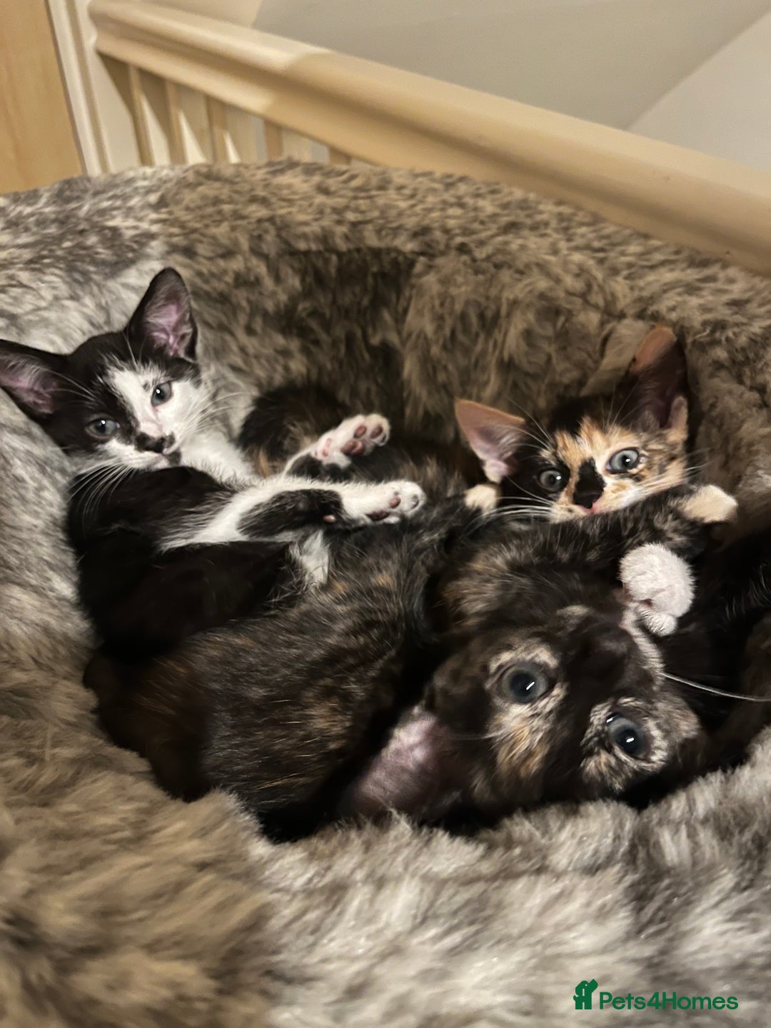 Mixed Breed cats for sale: Beautiful kittens ready for new loving homes  - Advert 31