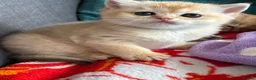 British Shorthair cats for sale: Adorable lilac golden Kittens Seeking Homes 🌟 - Advert 10