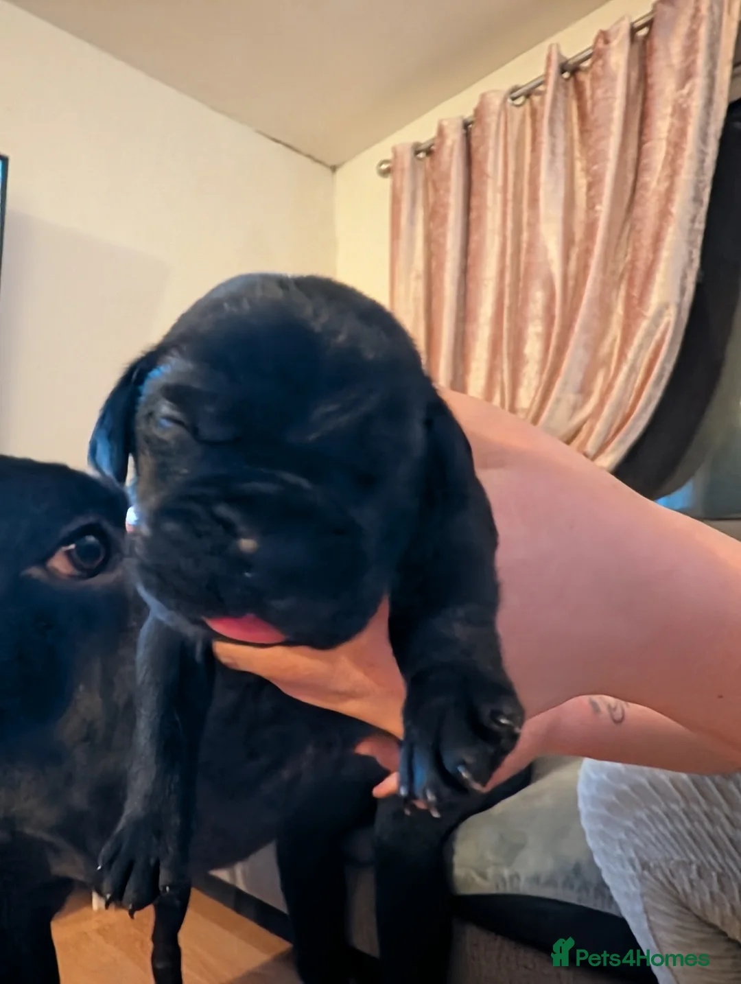 Cane Corso dogs for sale: Cane corso puppies  - Advert 19
