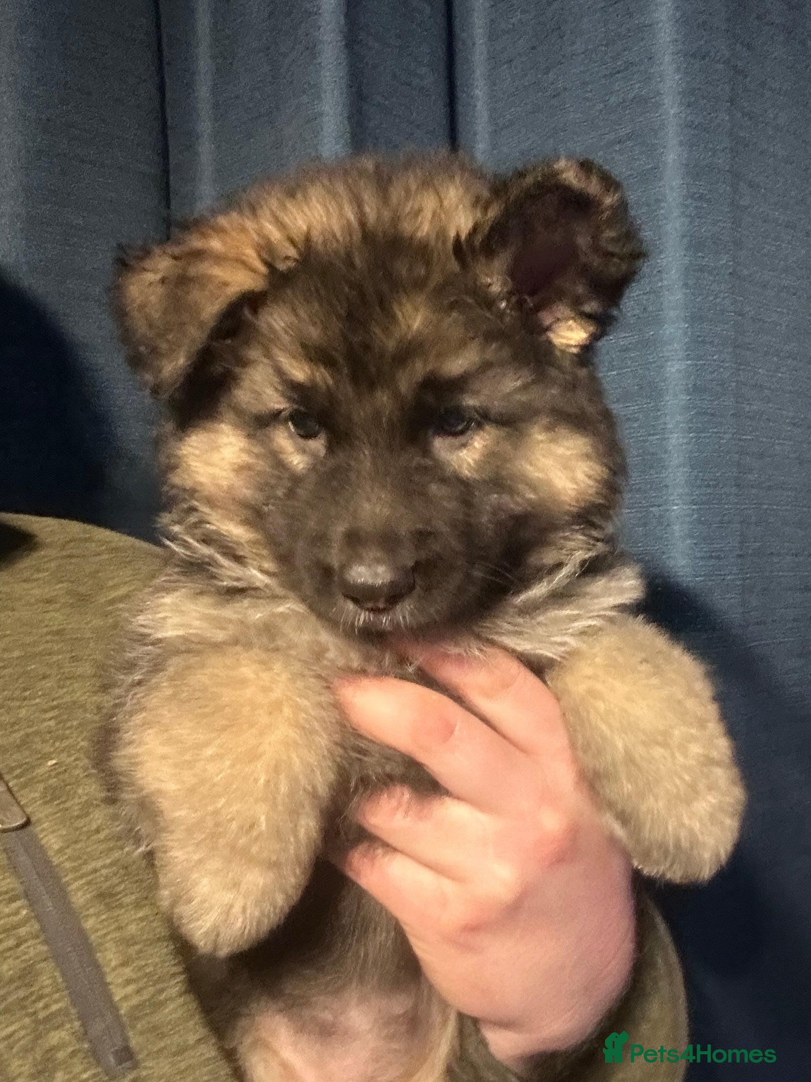 German Shepherd dogs Traditional Long Coat, Straight backed GSD Puppies - Advert 11