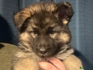 German Shepherd dogs Traditional Long Coat, Straight backed GSD Puppies - Advert 11