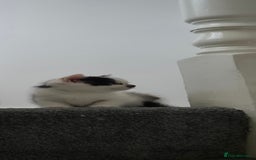 British Longhair cats for sale: British longhair - Image 2