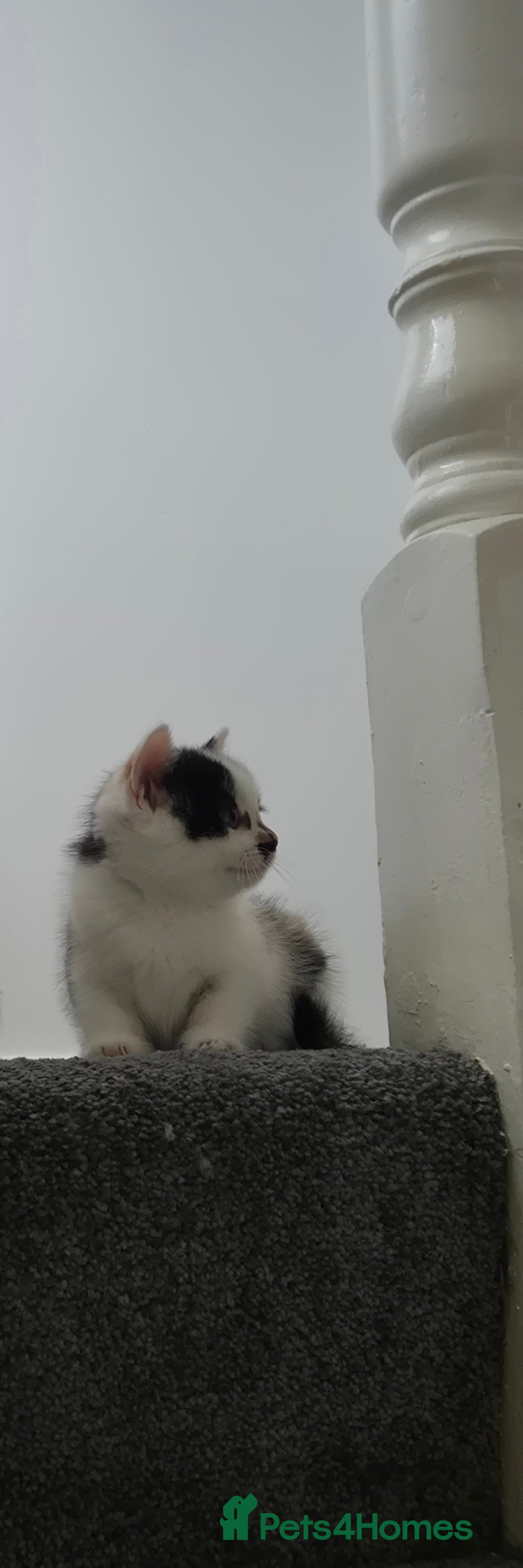 British Longhair cats for sale: British longhair - Image 2