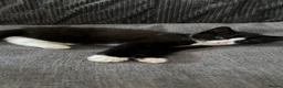 Mixed Breed cats for sale: Black female kitten  in Sheffield - Advert 3