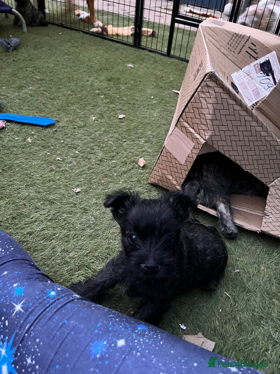 Cairn Terrier dogs for sale: Adorable Cairn Terrier Puppies - Image 9