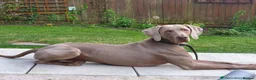 Weimaraner dogs for sale: KC Registered Weimaraner Puppies - Advert 13