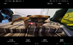 Staffordshire Bull Terrier dogs for sale: Staffordshire Bull terrier male red  - Image 22