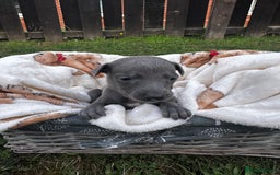 Whippet dogs for sale: READY NEXT WEEK! GORGEOUS WHIPPET PUPPIES - Image 19