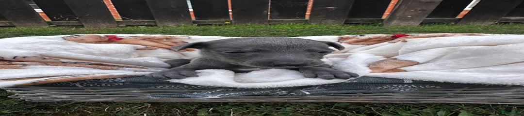 Whippet Puppy 8
