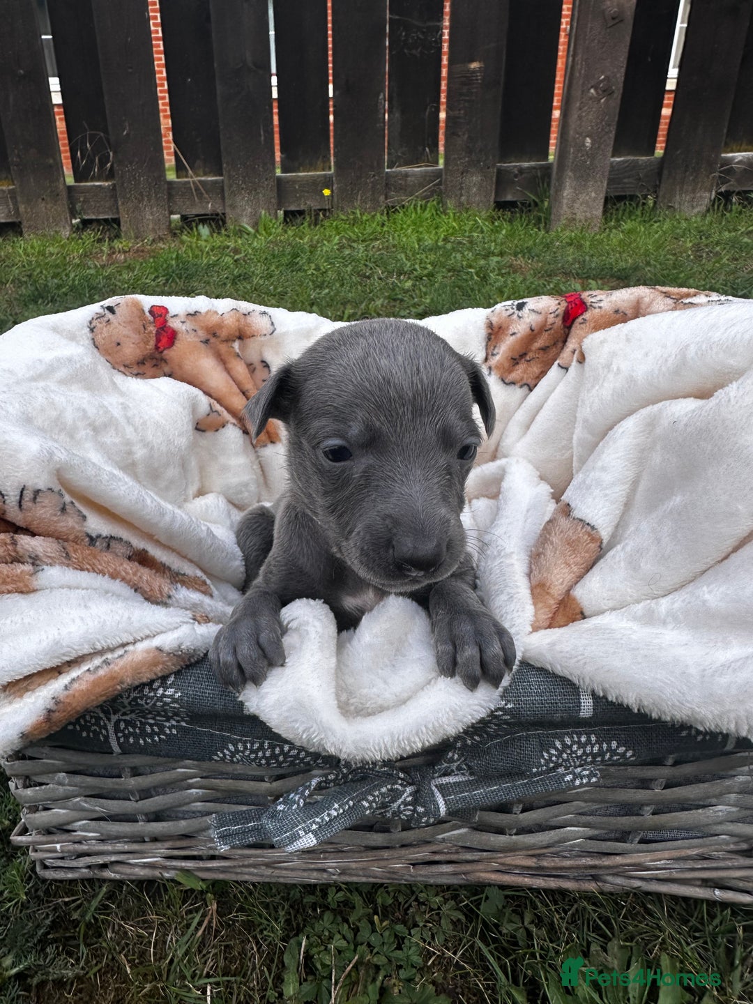 Whippet dogs for sale: READY NEXT WEEK! GORGEOUS WHIPPET PUPPIES - Image 19