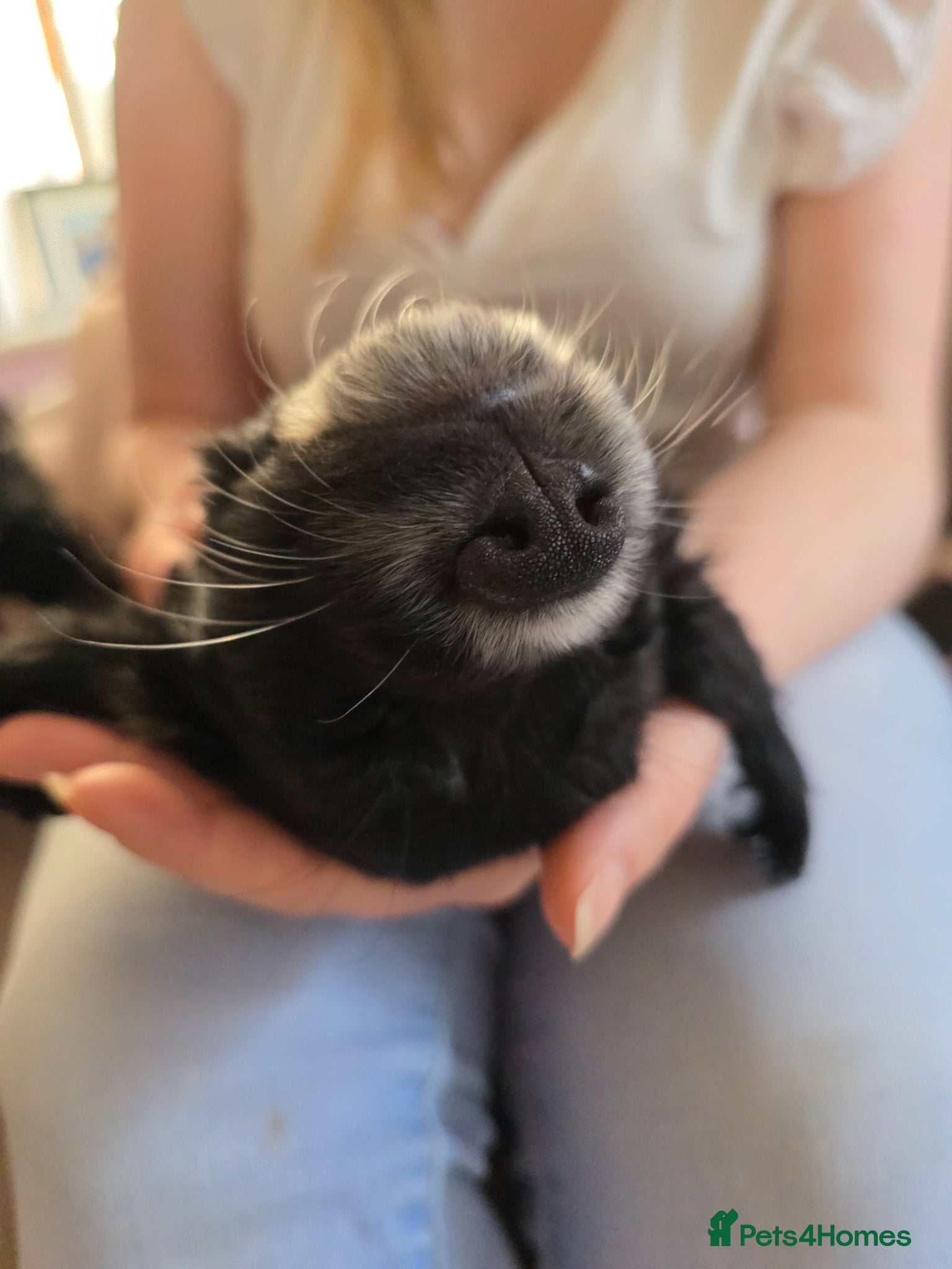 Cocker Spaniel dogs Last boy ready to leave  - Advert 1